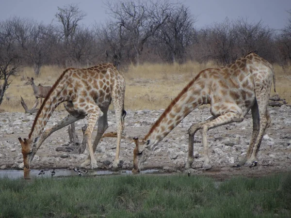 Quelques Girafes Tiennent Point Eau Dans Parc National Ethos Boivent — Photo
