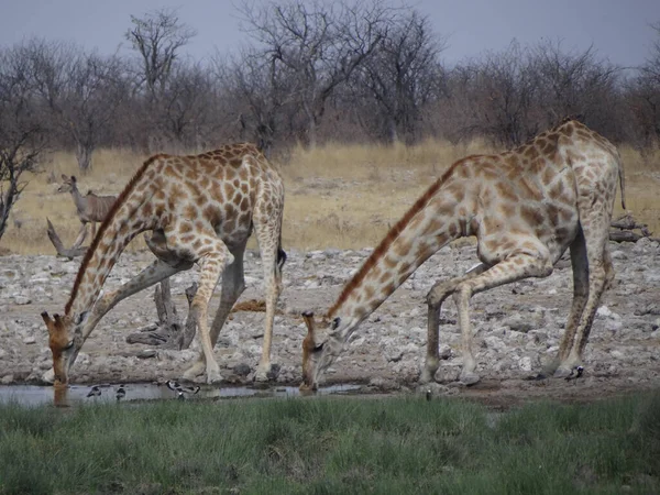 Some Giraffes Stand Waterhole Ethos National Park Drink Water Beautiful — Stock Photo, Image