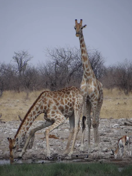 Některé Žirafy Stojí Vodní Jámy Národním Parku Ethos Pijí Vodu — Stock fotografie