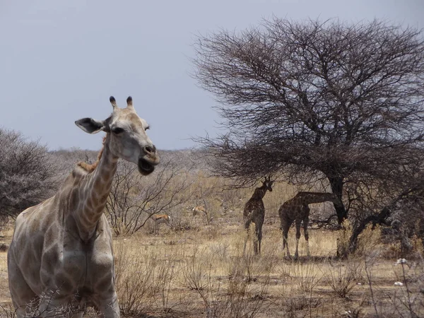 在埃托沙国家公园的纳米比亚草原上 一些长颈鹿站在一棵树前 — 图库照片