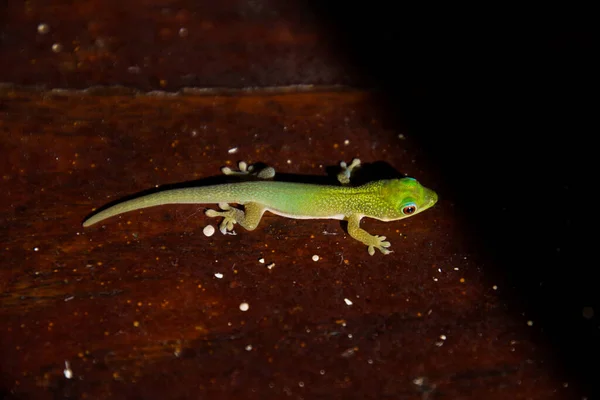 Ein Grüner Gecko Auf Braunem Boden — Stockfoto