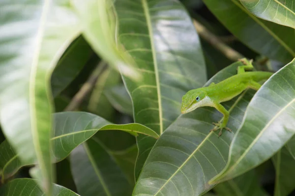 Gecko Vert Sur Une Feuille Verte — Photo