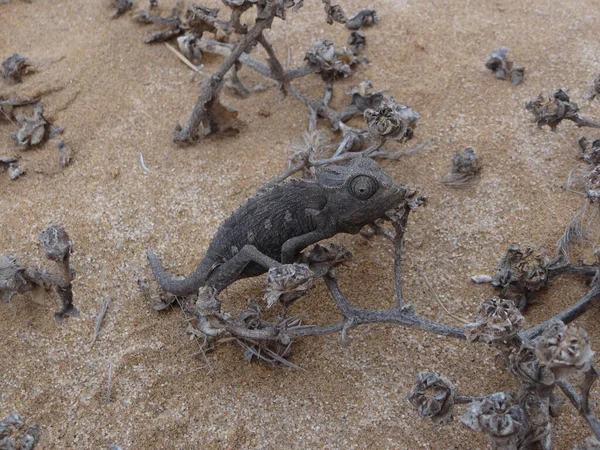Ein Kaltes Chamäleon Auf Einem Zweig Der Wüste Namibias Einem — Stockfoto