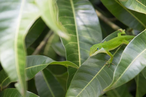 Green Gecko Green Leaf — Stock Photo, Image