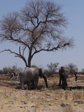 Namibya 'daki Etoşa Ulusal Parkı' nın bozkırında bir ağacın etrafında duran iki genç fil.