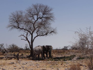 Namibya 'daki Etoşa Ulusal Parkı' nın bozkırında bir ağacın etrafında duran iki genç fil.