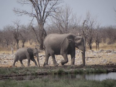 Annesiyle birlikte bir fil yavrusu Namiba 'daki Etoşa Ulusal Parkı' nda bir su birikintisinde yürüyor.