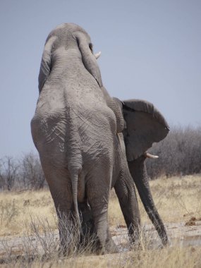 Bir çift fil güneşli bir günde Namibya savanasında eğleniyor.