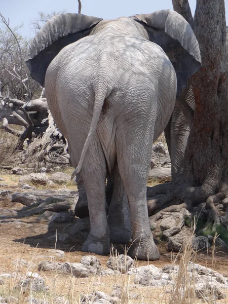 Espalda Elefante Apoyado Contra Árbol Namibia — Foto de Stock
