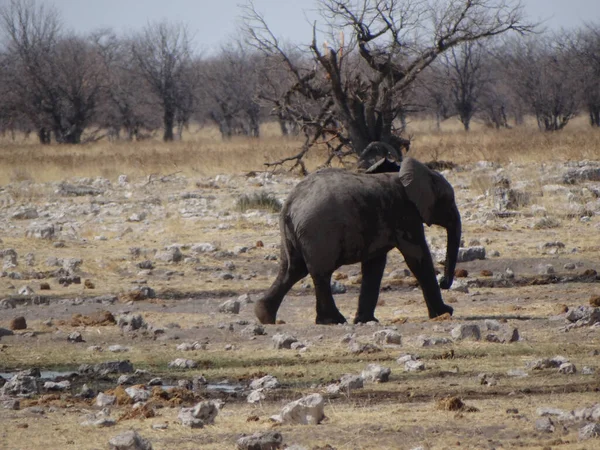 Vitello Elefante Diverte Pozzo Acqua Una Giornata Sole Namibia — Foto Stock