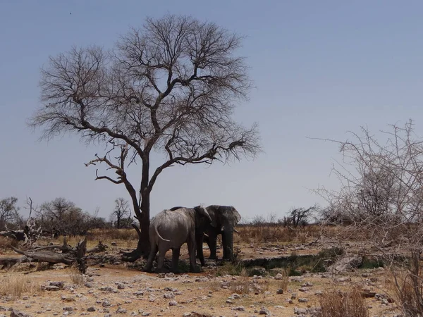 Namibya 'daki Etoşa Ulusal Parkı' nın bozkırında bir ağacın etrafında duran iki genç fil.