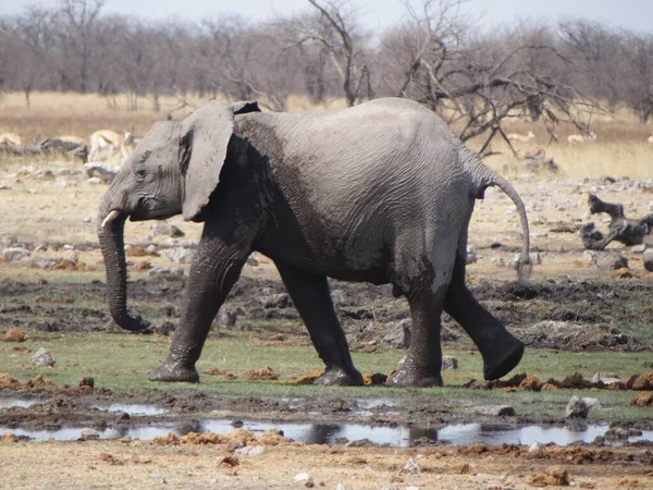 Ternero Elefante Divierte Agujero Agua Día Soleado Namibia — Foto de Stock