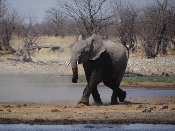 Sloní Tele Baví Vodní Díry Slunečný Den Namibii — Stock fotografie