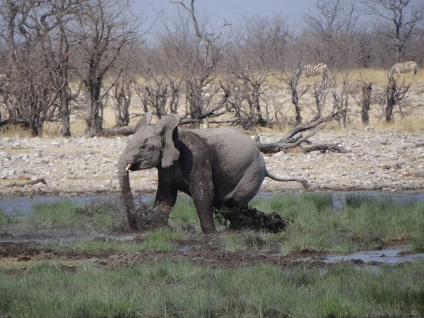 Ternero Elefante Divierte Agujero Agua Día Soleado Namibia — Foto de Stock