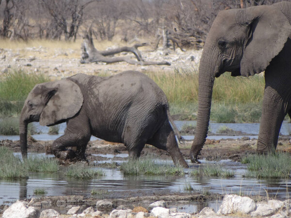 An elephant cub with his mother is walking around a waterhole in etosha national park in namiba