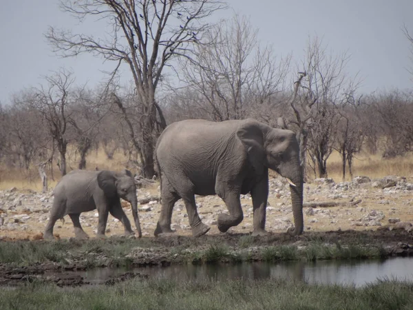 Cachorro Elefante Con Madre Está Caminando Alrededor Pozo Agua Parque — Foto de Stock