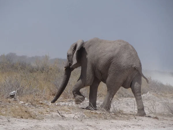 Elefant Vandrar Runt Namibias Savann Solig Dag — Stockfoto