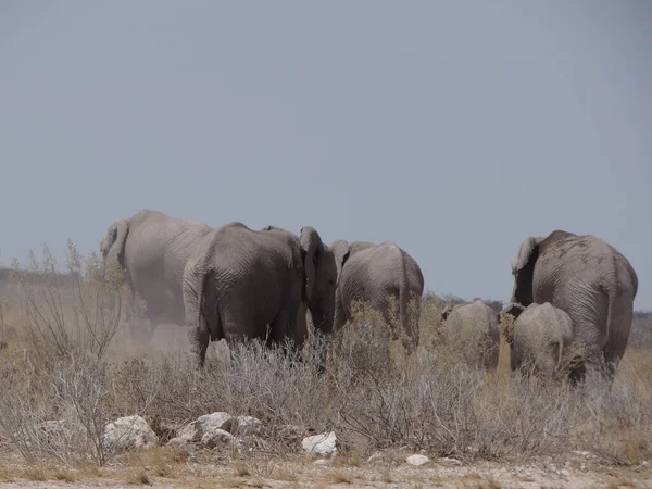 Una Manada Elefantes Vagan Por Sabana Namibia Día Soleado — Foto de Stock