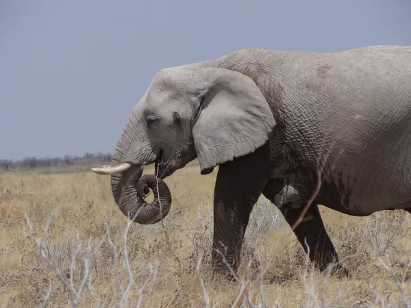 Éléphant Erre Dans Savane Namibienne Par Une Journée Ensoleillée — Photo