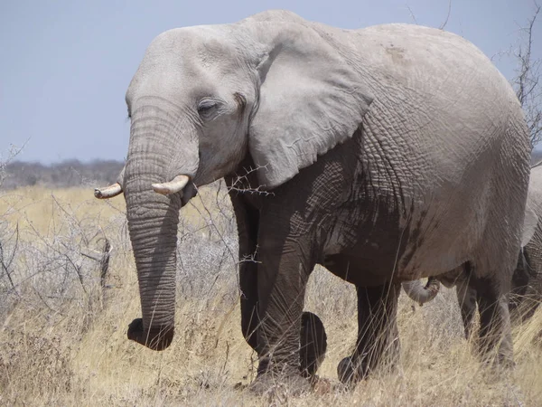 Slon Bloudí Namibijské Savaně Slunečného Dne — Stock fotografie