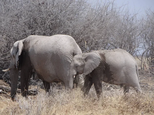 Sloní Tele Svou Matkou Savaně Národního Parku Etosha Namibii — Stock fotografie