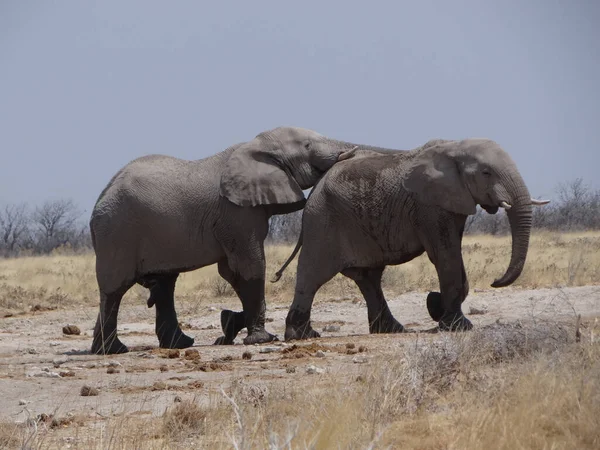 Par Elefantes Está Divirtiendo Sabana Namibia Día Soleado — Foto de Stock