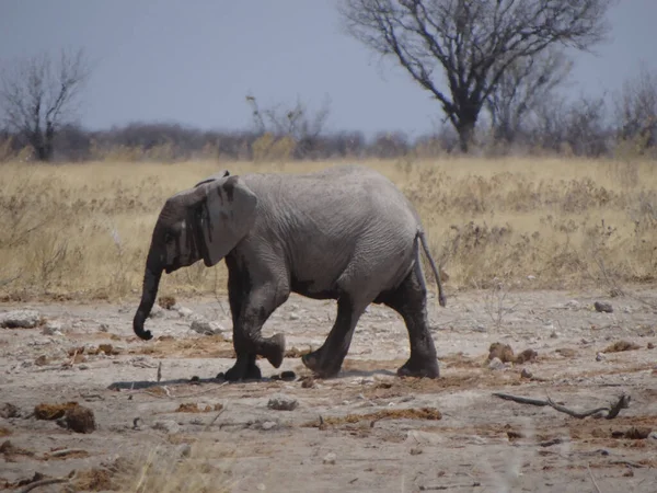 Ein Elefantenkalb Vergnügt Sich Einem Sonnigen Tag Namibia Einem Wasserloch — Stockfoto
