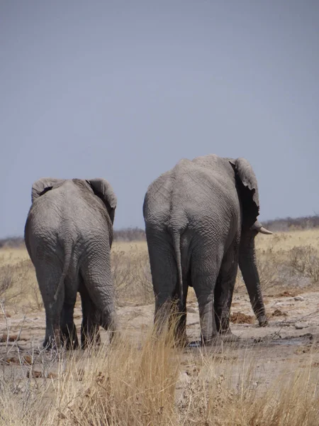 Par Elefantes Está Divirtiendo Sabana Namibia Día Soleado — Foto de Stock