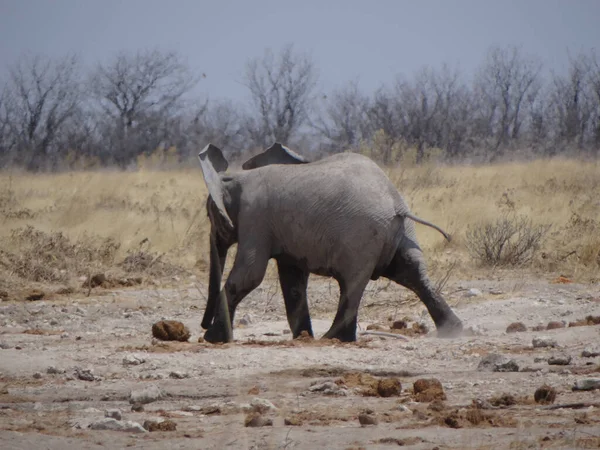 Ternero Elefante Divierte Agujero Agua Día Soleado Namibia — Foto de Stock