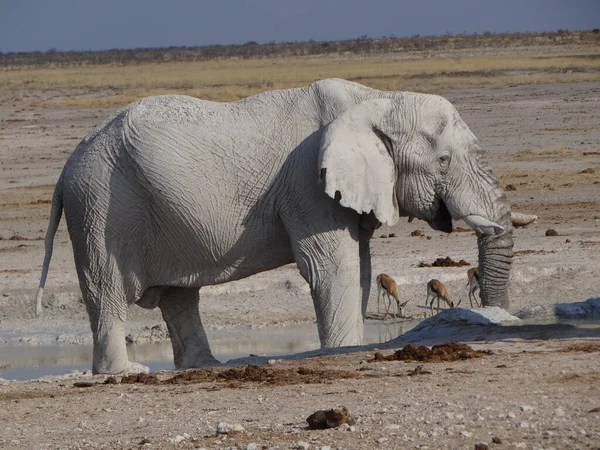 Slon Bloudí Namibijské Savaně Slunečného Dne — Stock fotografie