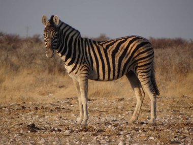 Bir zebra Namibya bozkırında duruyor ve kameraya bakıyor.