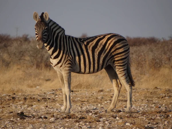 Uma Zebra Fica Savana Namíbia Olha Para Câmera — Fotografia de Stock