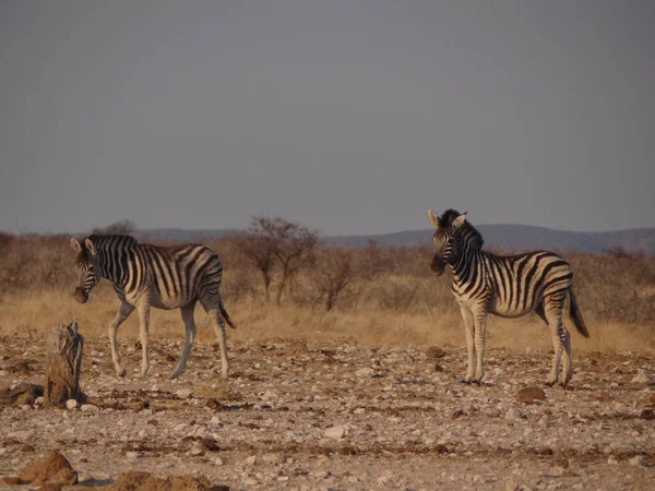 Dois Estande Zebra Savana Namibiana Durante Pôr Sol — Fotografia de Stock