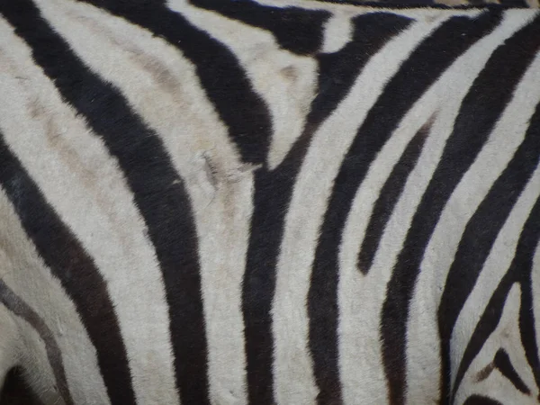 Primo Piano Una Pelle Zebra — Foto Stock