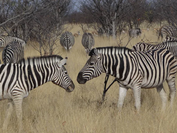 Gruppo Zebre Trova Nella Savana Namibiana — Foto Stock