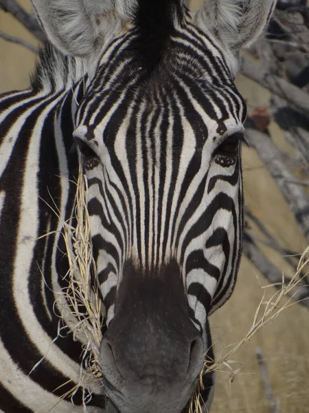 Una Zebra Trova Nella Savana Namibiana Guarda Nella Macchina Fotografica — Foto Stock