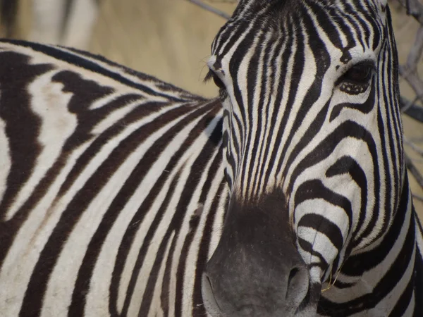 Uma Zebra Fica Savana Namíbia Olha Para Câmera — Fotografia de Stock