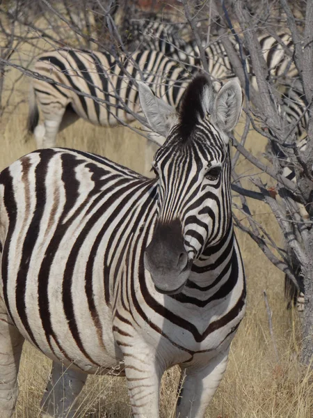 Una Zebra Trova Nella Savana Namibiana Guarda Nella Macchina Fotografica — Foto Stock