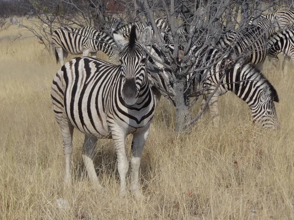 Ein Zebra Steht Der Namibischen Savanne Und Blickt Die Kamera — Stockfoto