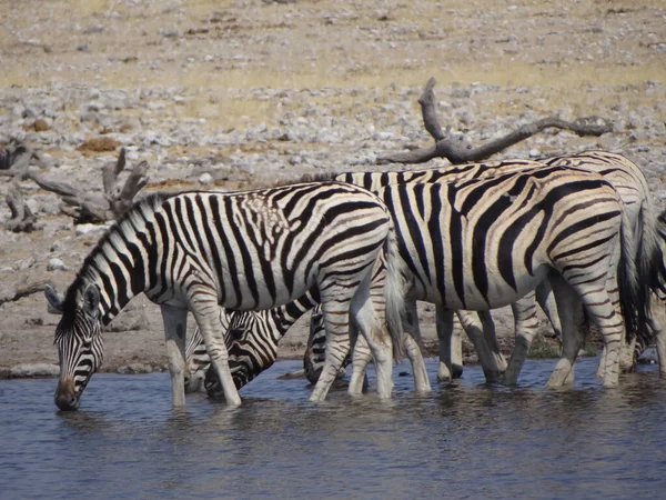 Gruppo Zebre Piedi Pozzo Acqua — Foto Stock