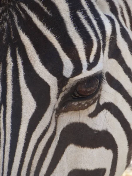 Close Van Een Zebra Oog Helft Van Het Gezicht — Stockfoto