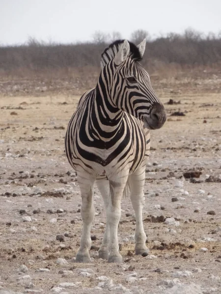 Uma Zebra Fica Savana Namíbia Olha Para Câmera — Fotografia de Stock