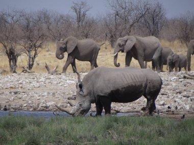 Bir gergedan bir fil sürüsünün önünde güneşli bir sonbahar gününde Namibya 'daki Etoşa Ulusal Parkı' nda bir su birikintisinde.
