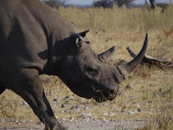 Portraits Rhinoceros Running Bush Etosha National Park Namibia — Stock Photo, Image