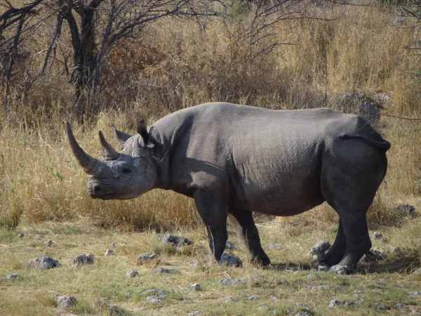 Photograph Rhinoceros Running Bush Etosha National Park Namibia — Stock Photo, Image