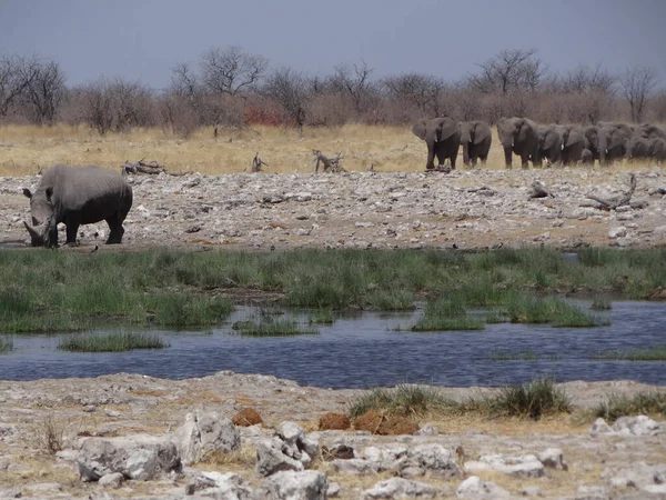 Rinoceronte Davanti Branco Elefanti Una Pozza Acqua Una Giornata Sole — Foto Stock
