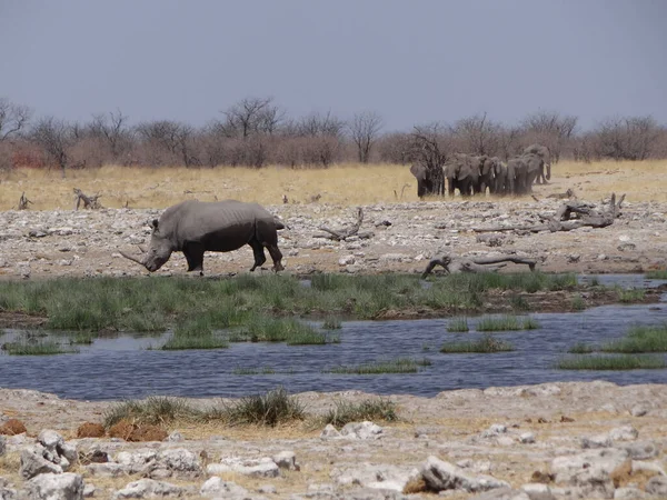 Rinoceronte Davanti Branco Elefanti Una Pozza Acqua Una Giornata Sole — Foto Stock