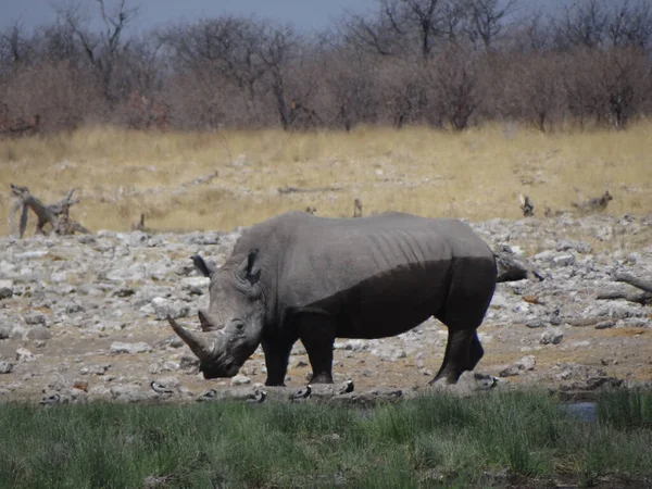 Photograph Rhinoceros Running Bush Etosha National Park Namibia — Stock Photo, Image