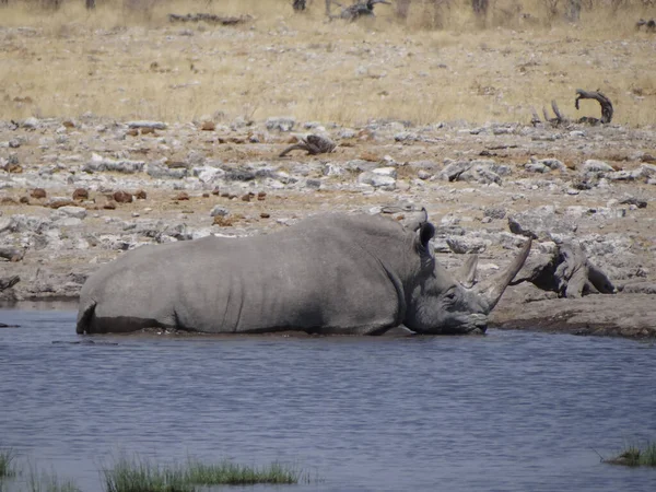 Rhinoceros Drinks Waterhole Beautiful Day Etosha National Park — Stock Photo, Image