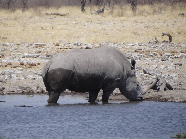 Rhinoceros Drinks Waterhole Beautiful Day Etosha National Park — Stock Photo, Image
